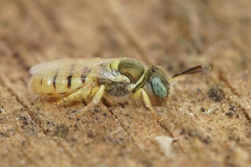 Réf. 270 408 : Nomioides facilis